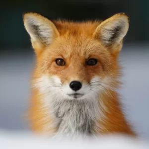 A keen fox