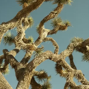 A random tree